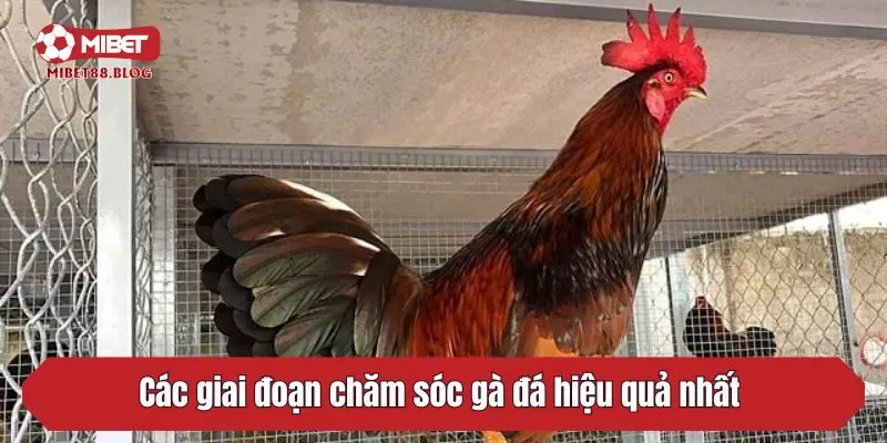 Các giai đoạn chăm sóc gà đá hiệu quả nhất