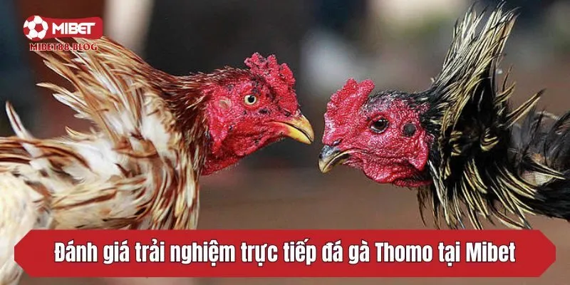 Đánh giá trải nghiệm trực tiếp đá gà Thomo tại Mibet