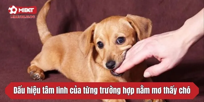 Dấu hiệu tâm linh của từng trường hợp nằm mơ thấy chó