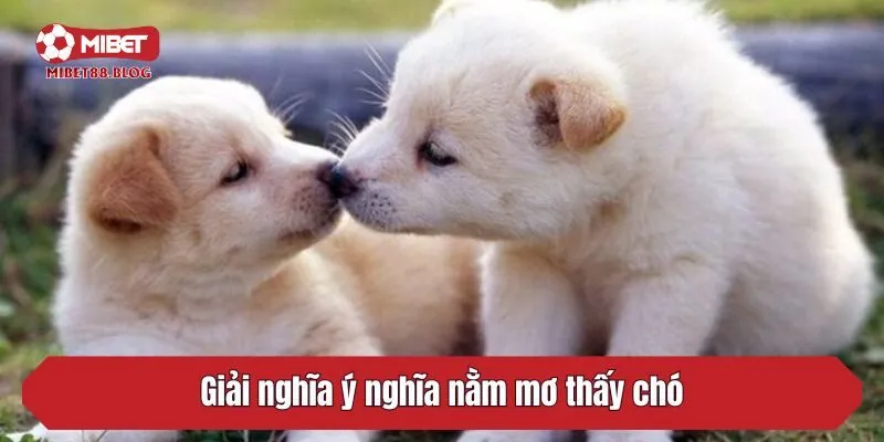 Giải nghĩa ý nghĩa nằm mơ thấy chó theo quan niệm dân gian