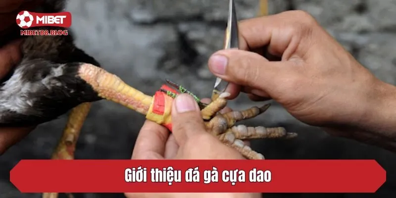 Giới thiệu đá gà cựa dao