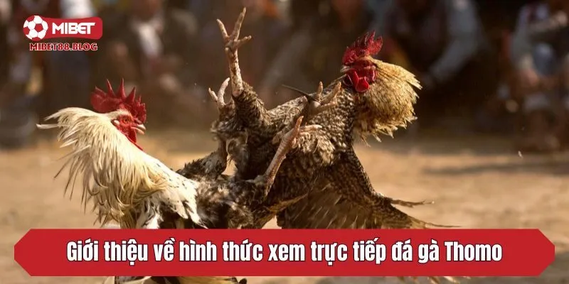Giới thiệu về hình thức xem trực tiếp đá gà Thomo