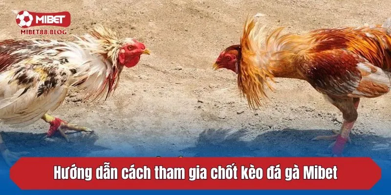 Hướng dẫn cách tham gia chốt kèo đá gà Mibet