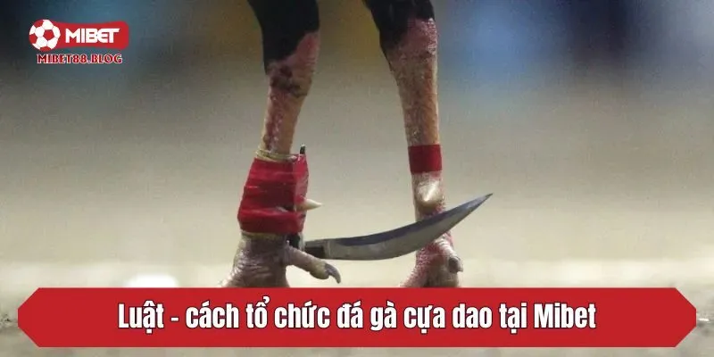 Luật – cách tổ chức đá gà cựa dao tại Mibet