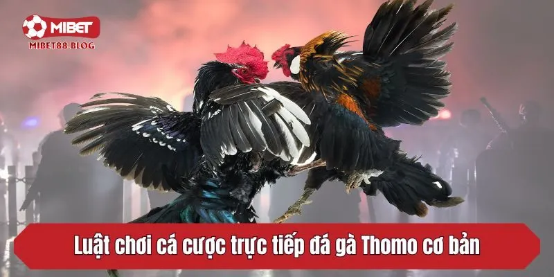 Luật chơi cá cược trực tiếp đá gà Thomo cơ bản