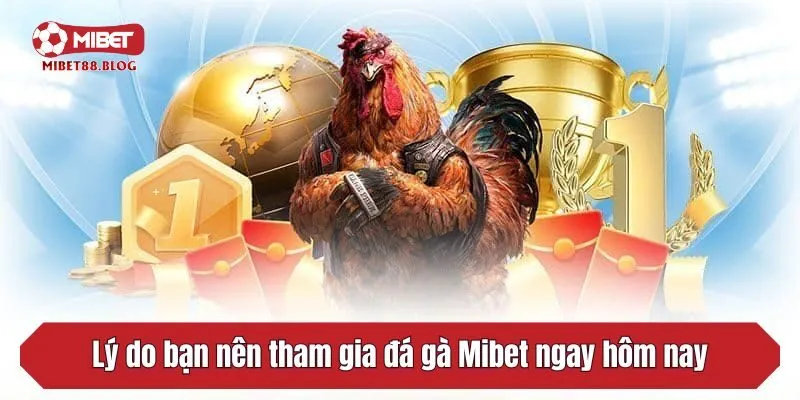Lý do bạn nên tham gia đá gà Mibet ngay hôm nay