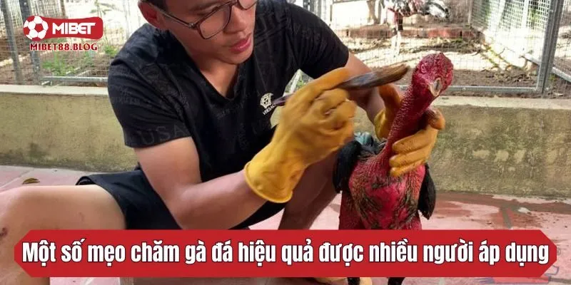 Một số mẹo chăm gà đá hiệu quả được nhiều người áp dụng