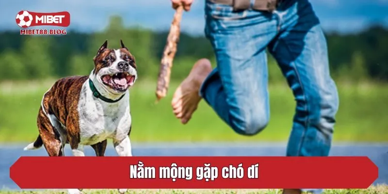 Nằm mộng gặp chó dí (05 – 34)