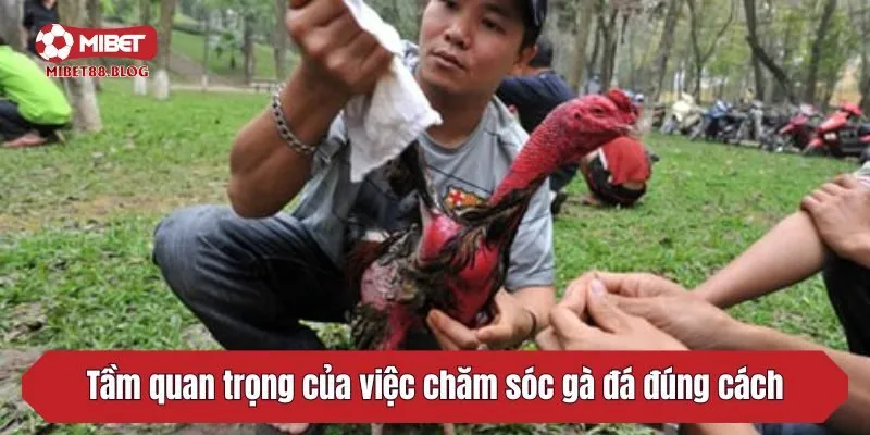 Tầm quan trọng của việc chăm sóc gà đá đúng cách