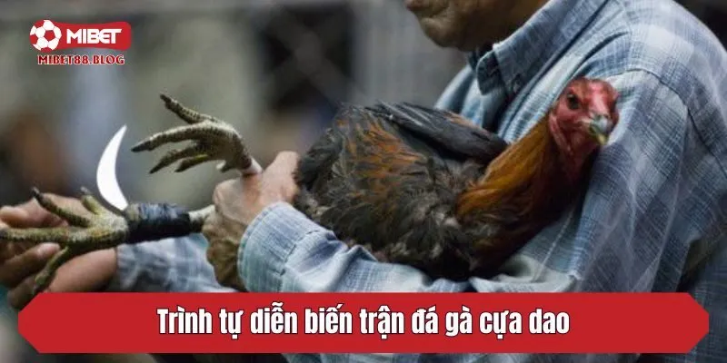 Trình tự diễn biến trận đá gà cựa dao